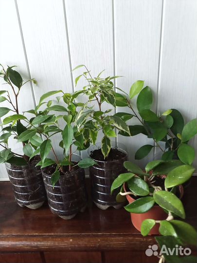 Хойя, фикусы