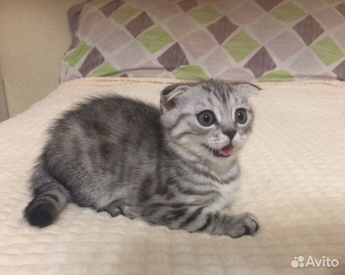 Шотландская вислоухая кошка и 2 кота