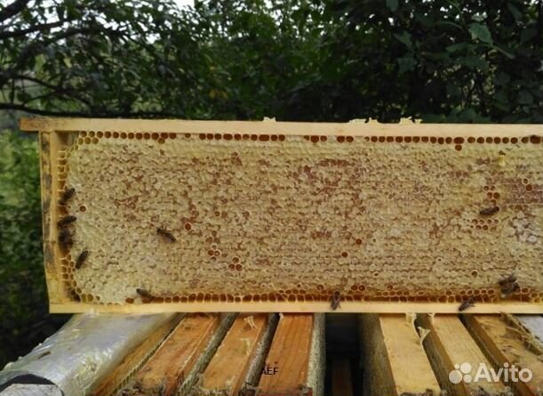 Мед 2024 года Алтайский оптом