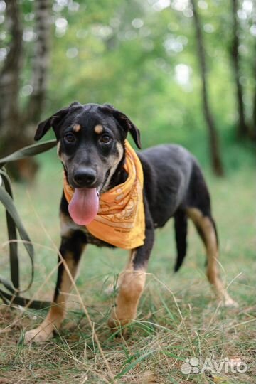 Джеймс Бонд в приюте для собак