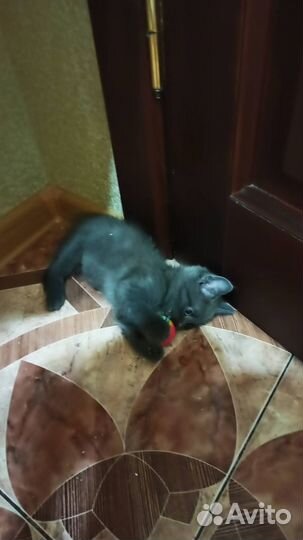 Отдам кота в добрые руки
