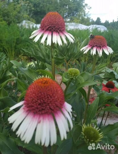 Эхинацея