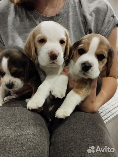 Щенки бигль
