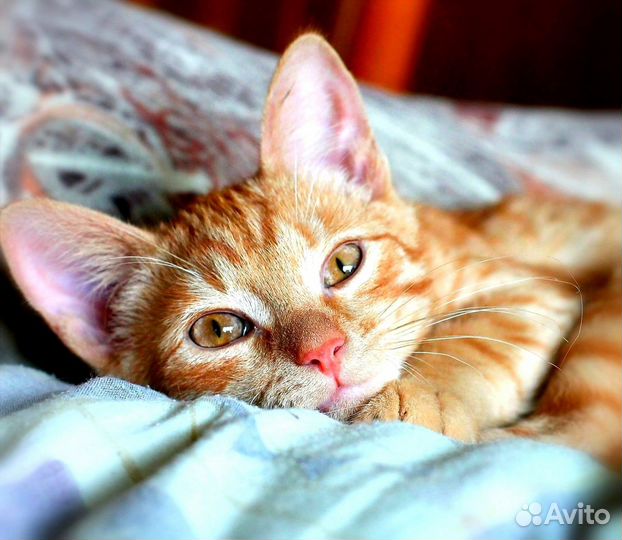 Это рыжее чудо ищет себе дом