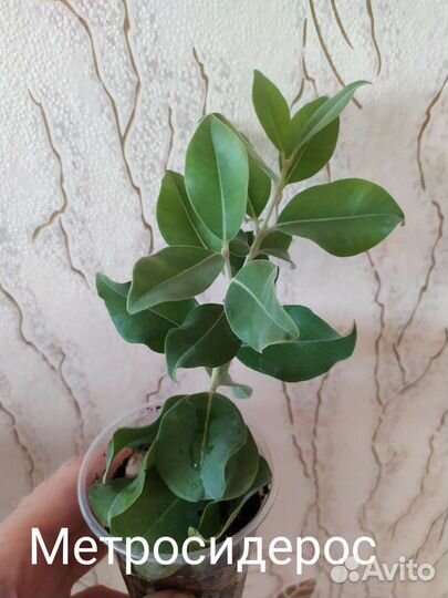 Экзоты комнатные