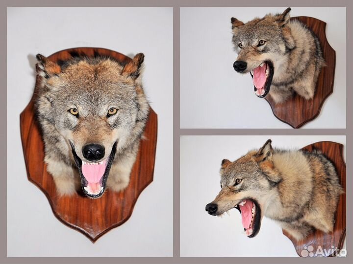 Чучела.делаю.продаю