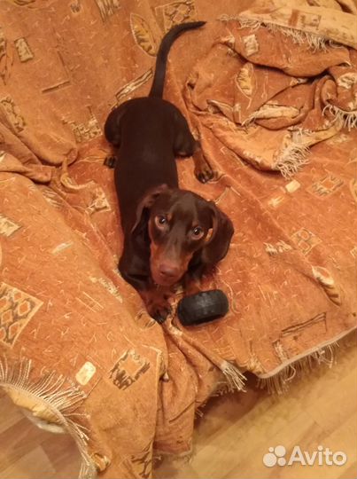 Выгул и передержка собак