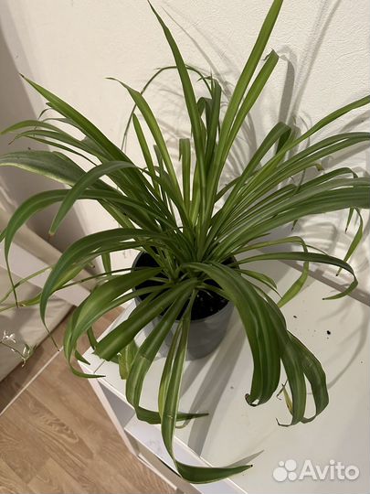 Хлорофитум взрослое растение