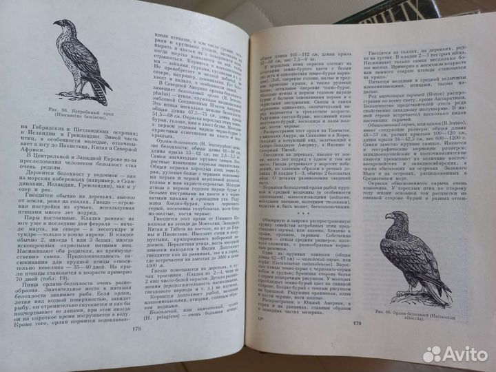 Энциклопедия жизнь животных