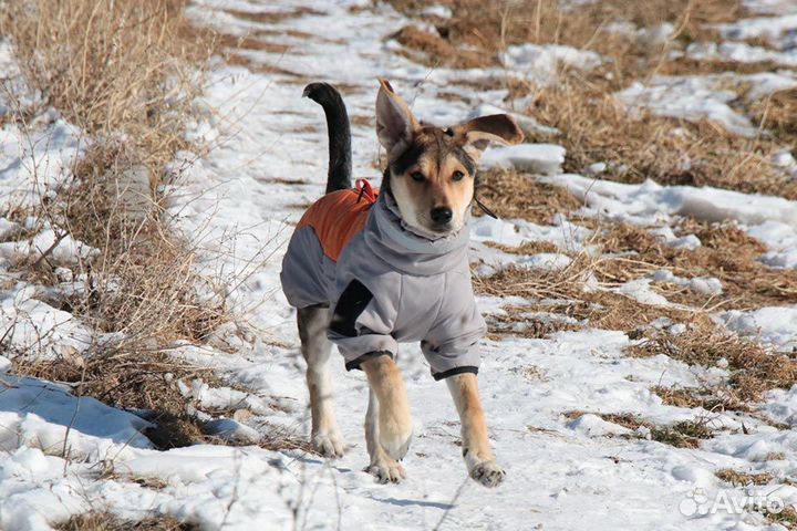 Щенок девочка в добрые руки бесплатно собака