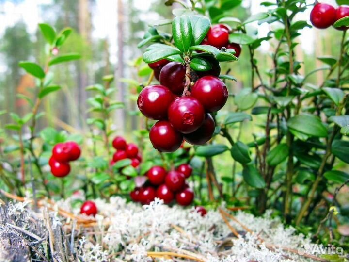 Ягоду бруснику