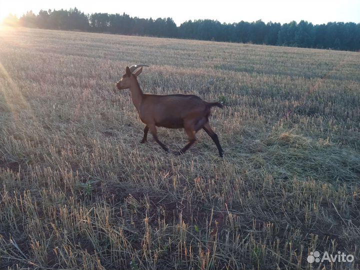 Альпийские козы,козлята
