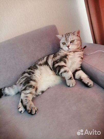 Кот британец