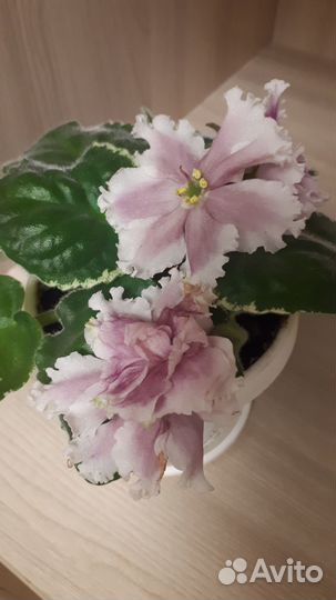 Сортовые фиалки