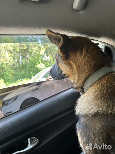 Немецкая овчарка