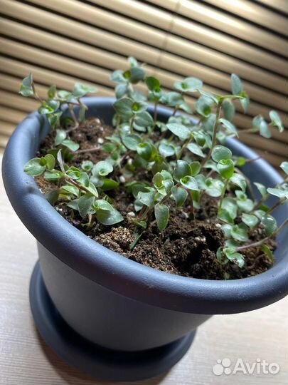 Коллизия зеленая