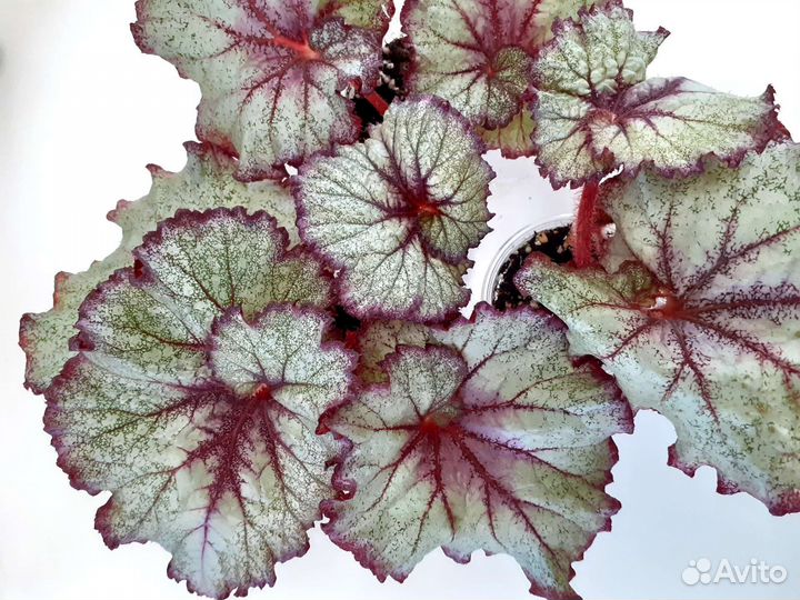 Бегонии декоративно-лиственные