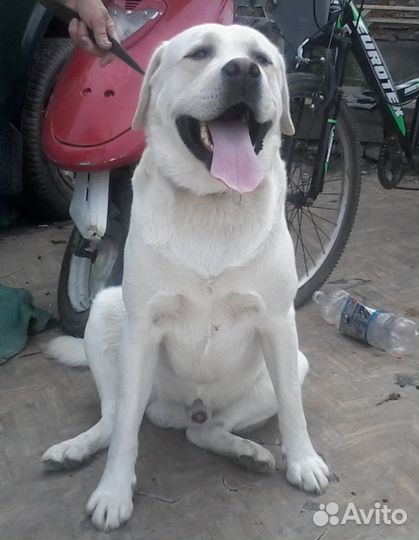 Кобель лабрадора ретривера для вязки