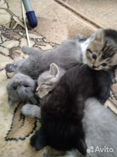 Кошки в добрые руки