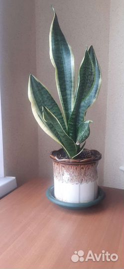 Сансевиерия лауренти