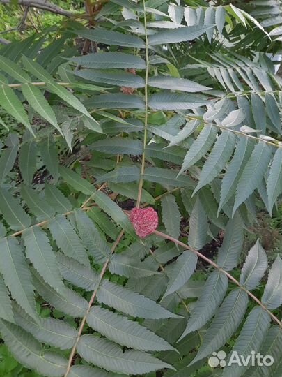 Саженцы сумах оленерогий