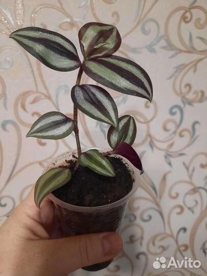 Спатифилиум и т.д