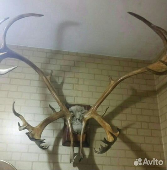 Рога оленя