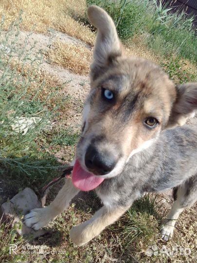 Продаём хаски от мамы хаски и не породистой собаки