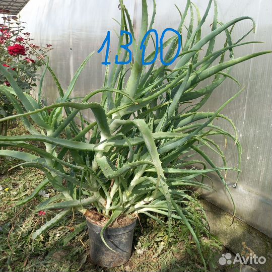 Алое древовидное