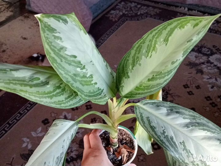 Аглаонема сильвер бей