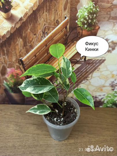 Комнатные растения и цветы