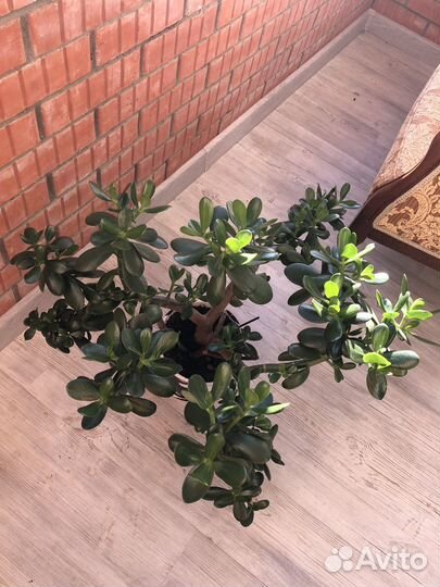 Крассула толстянка