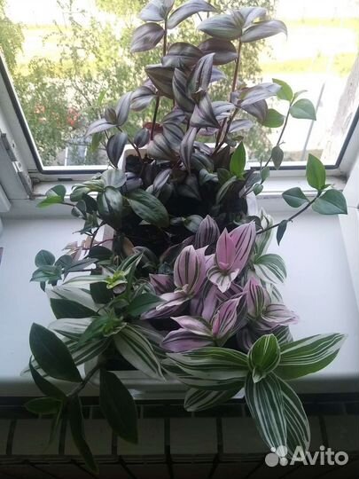 Традесканция сортовая микс