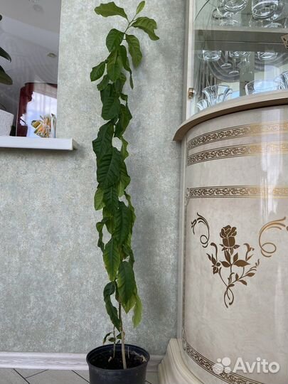 Лимонное дерево