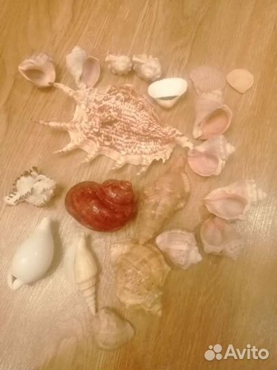 Морские ракушки раковины
