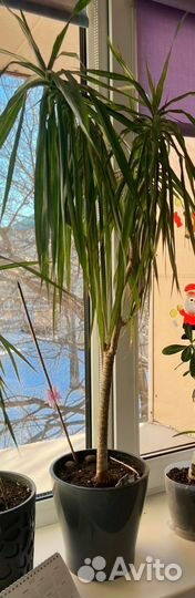 Пальма драцена