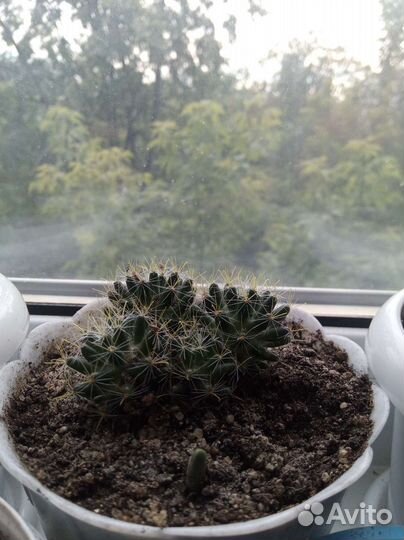 Кактусы разные бесплатно