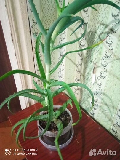 Алоэ лечебный