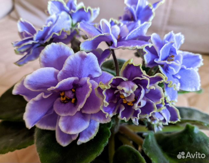 Комнатные фиалки - сенполия(взрослая)