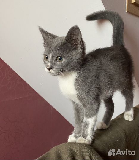 Кошка в дар бесплатно