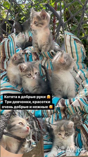 Котята в добрые руки