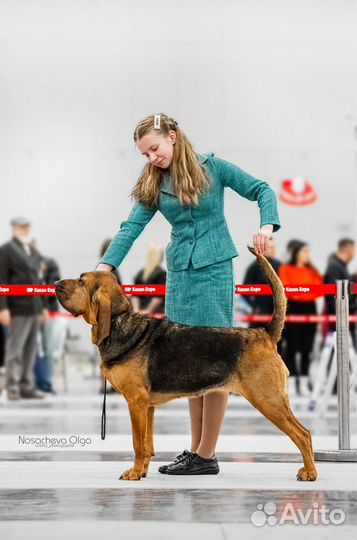 Хендлер/Подготовка к выставкам