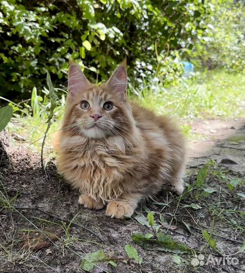 Мейн-кун котик