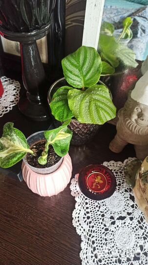 Калатея Орбифолия, Эпипремнум Марбл эпл, Хэппи лиф