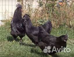 Куры Ухей Илюи чистокровные несущие целебные яйца