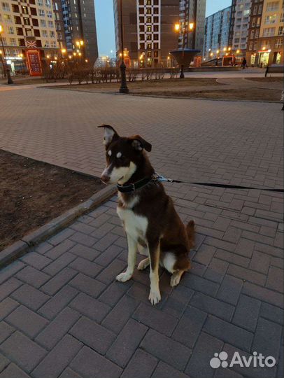 Выгул собак