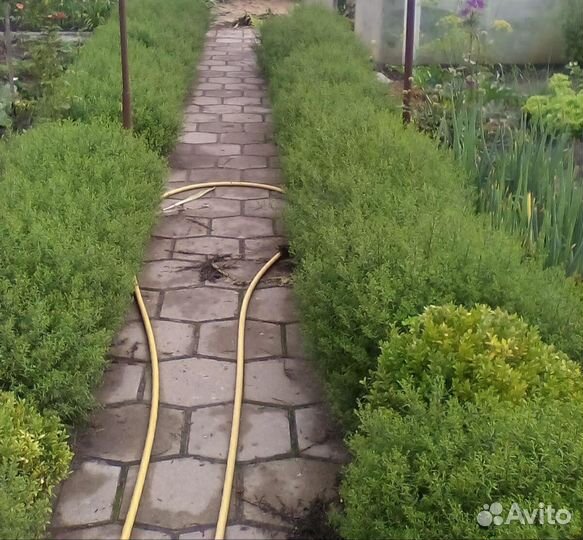 Астра новоанглийская- зарезервирована