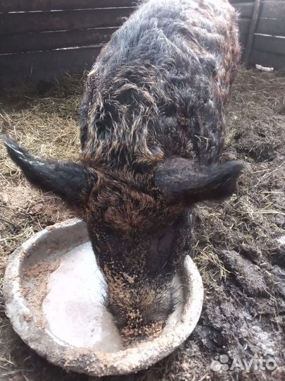 Кабанчик венгерская мангалица,поросята. Козы