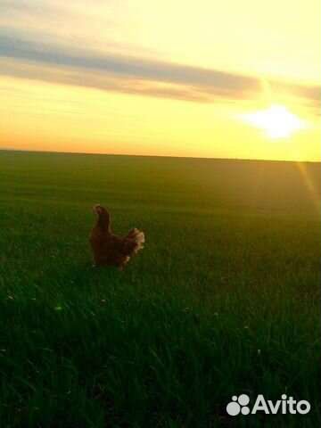 Куры молодка несушка 150 дней