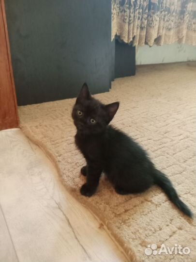 Котенок мальчик